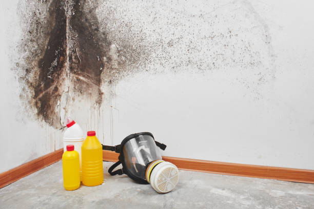 Best Attic Mold Remediation in Evadale, TX