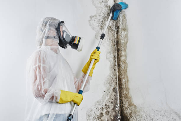 Best Post-Remediation Services in Evadale, TX