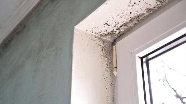 Best Industrial Mold Remediation in Evadale, TX
