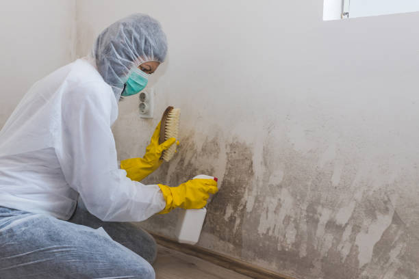Best Bathroom Mold Remediation in Evadale, TX