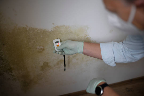 Best DIY Mold Remediation Support Services in Evadale, TX