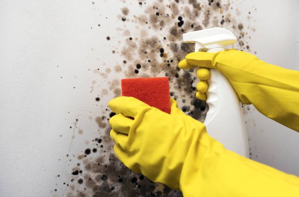 Best Industrial Mold Remediation in Evadale, TX