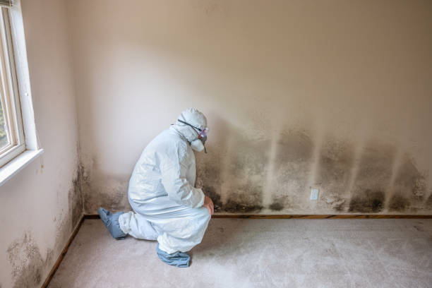Best Residential Mold Remediation in Evadale, TX