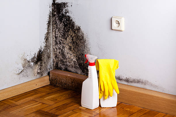 Best Bathroom Mold Remediation in Evadale, TX