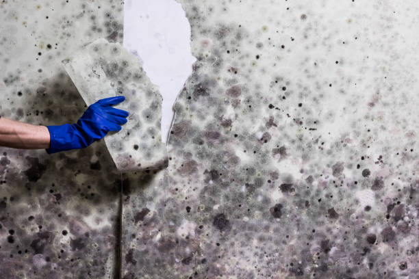 Best Kitchen Mold Remediation in Evadale, TX