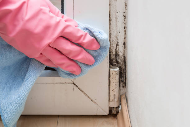 Evadale, TX Mold Remediation Company