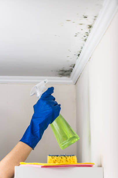 Best Post-Flood Mold Remediation in Evadale, TX
